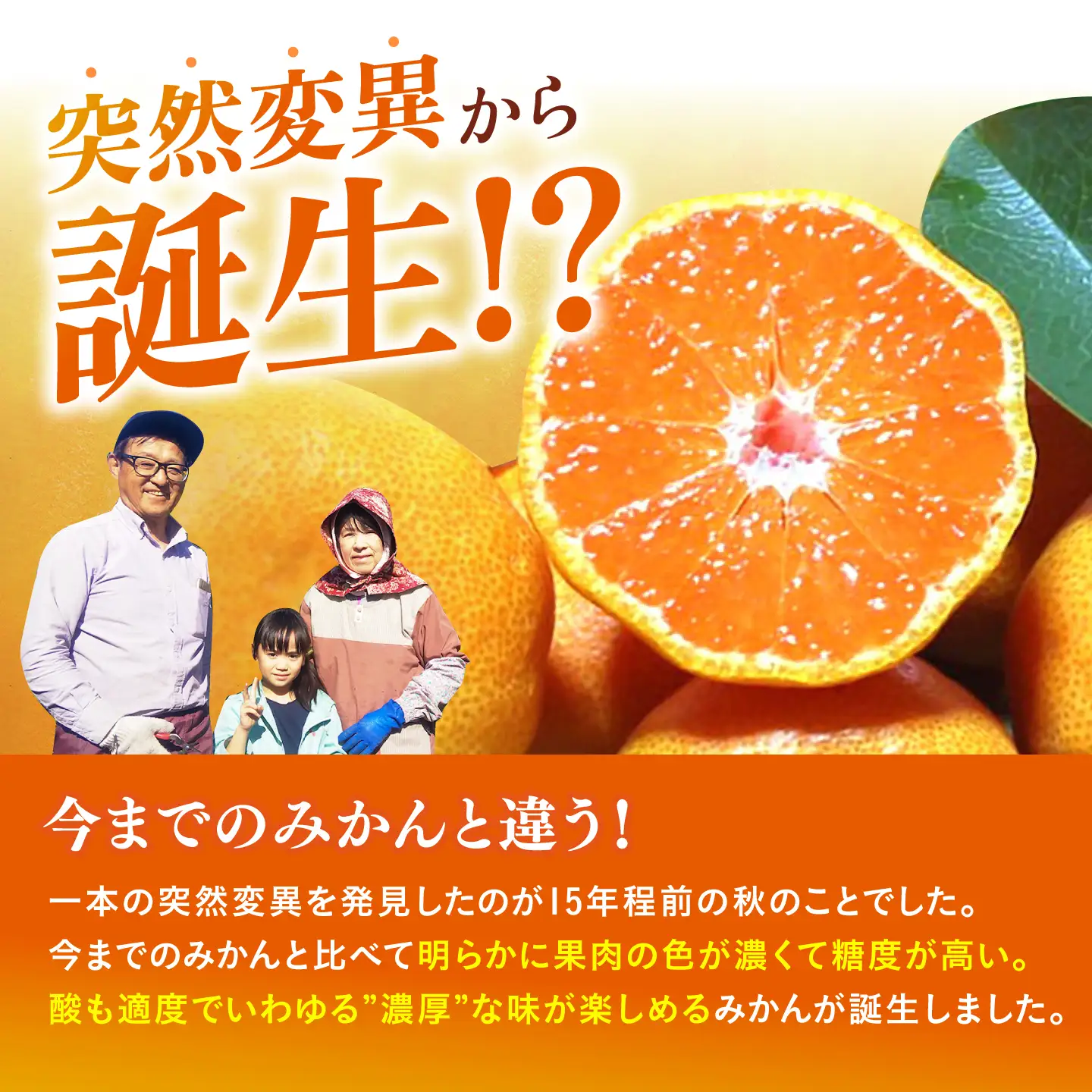 【先行予約】早生みかん 太陽のしずく 5kg【夢の甘熟みかん タッチ】[HCE001] 蜜柑 果物 フルーツ 柑橘