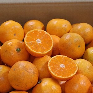 【2026年先行予約】【訳あり】和歌山県産 有田みかん 5kg_BL6111n