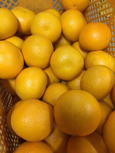 【2027年先行予約】【産地直送】和歌山県産 八朔 4kg (M～3Lサイズ)【はっさく ハッサク 八朔 和歌山産 柑橘 和歌山 有田】_BL6113n