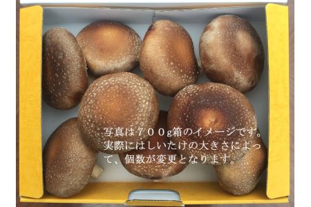 橿原市産 採れたての生しいたけ（菌床） 約700g箱（5～10枚程度）×2箱を発送します ※2026年10月～発送