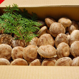 最高級 肉厚椎茸 清流椎茸 1.5kg【しいたけ シイタケ 椎茸 生椎茸 国産 和歌山産】_DM6001n