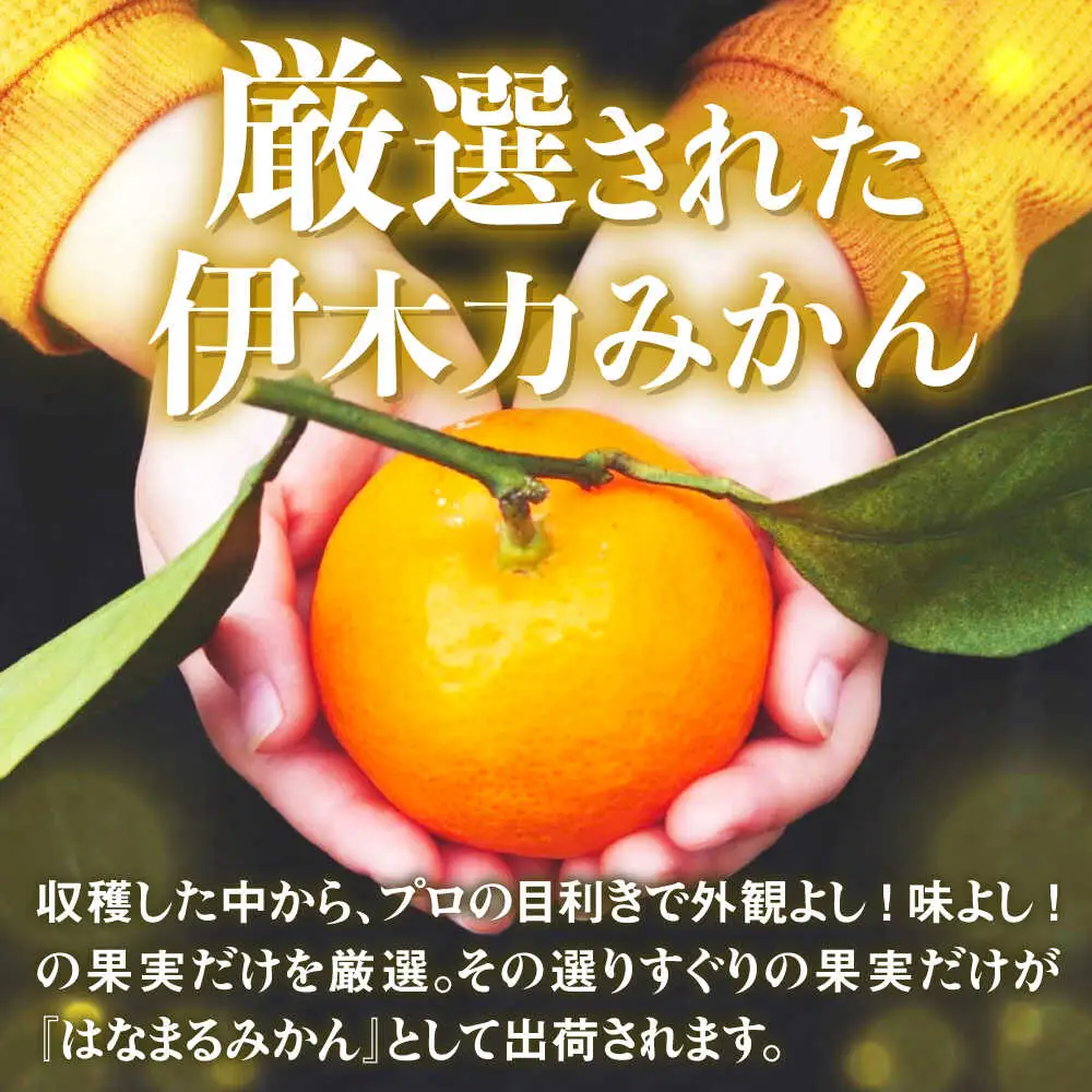 ※【2026年11月下旬より順次発送／先行予約】伊木力みかん「はなまるみかん」(贈答用) 5kg / 伊木力みかん みかん 蜜柑 ミカン 柑橘 果物 フルーツ / 諫早市 / 株式会社山野果樹園 [AHCF003]