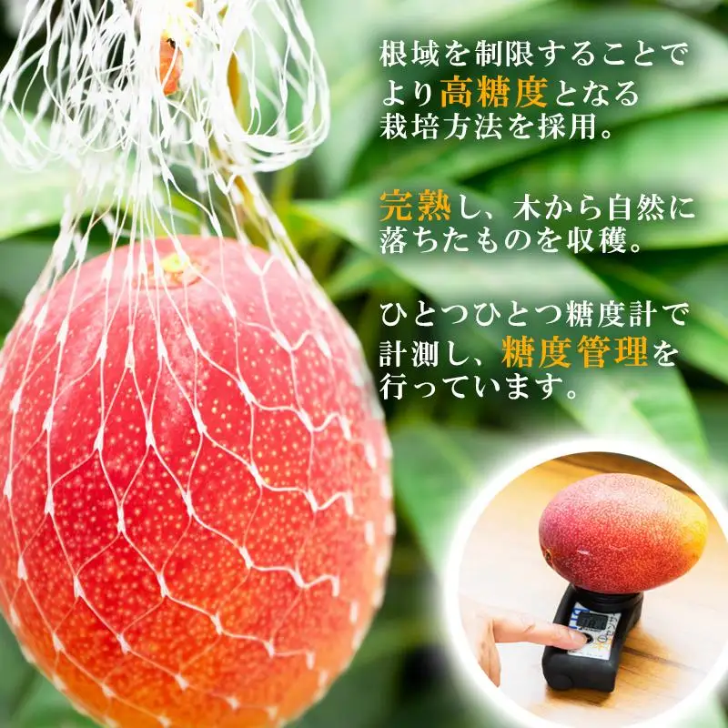先行予約2027年発送【長友農園】訳あり 家庭用完熟マンゴー1kg（2～3玉） 宮崎県西都産 生産者直送＜46-1a＞