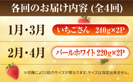 【先行予約 2027年1月～発送】【4回定期便】食べ比べ！いちごさん＆パールホワイト定期便 いちご IBG012