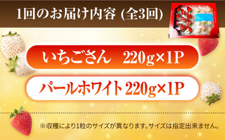 【先行予約 2027年2月～発送】【3回定期便】食べ比べ！いちごさん＆パールホワイト定期便 各220g/回 いちご IBG013