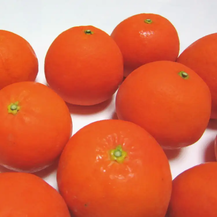 有田育ちの爽快セミノールオレンジ(ご家庭用)　約10kg+200g(補償分)【2027年4月上旬～5月下旬頃に順次発送予定】【ard027B】