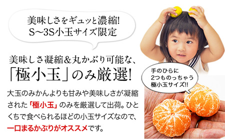  訳あり ひとくちもぎたてみかん 約 10kg みかん