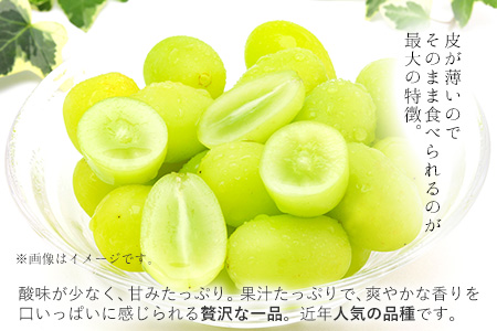【秀品】先行予約 シャインマスカット 約500~600g (1房)  フルーツ 果物 送料無料 葡萄 ぶどう マスカット  鶴田農園 熊本県荒尾市産《8月下旬-9月下旬頃出荷》 美味しいシャインマスカット 旬のシャインマスカット ジューシーシャインマスカット フルーツシャインマスカット