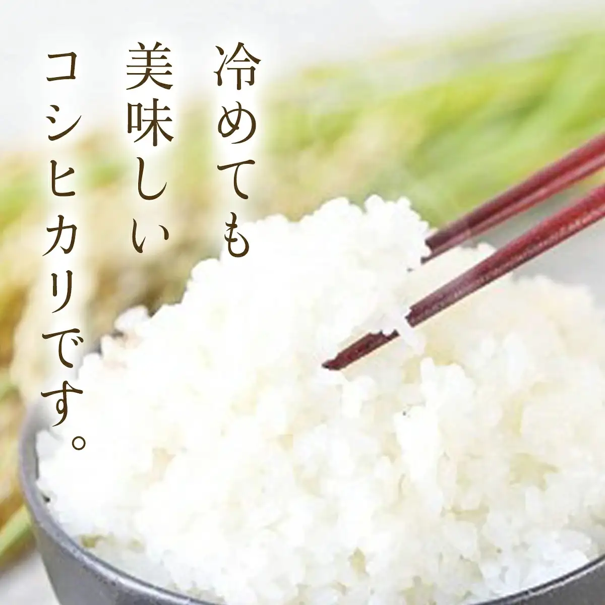 【R8新米】高本さんちのお米 コシヒカリ 5㎏×1袋 令和8年産 新米 減農薬 コシヒカリ お米 安心 安全 良質 特別栽培米 美味しい 5㎏ お試し 高本農場 AS2BB24