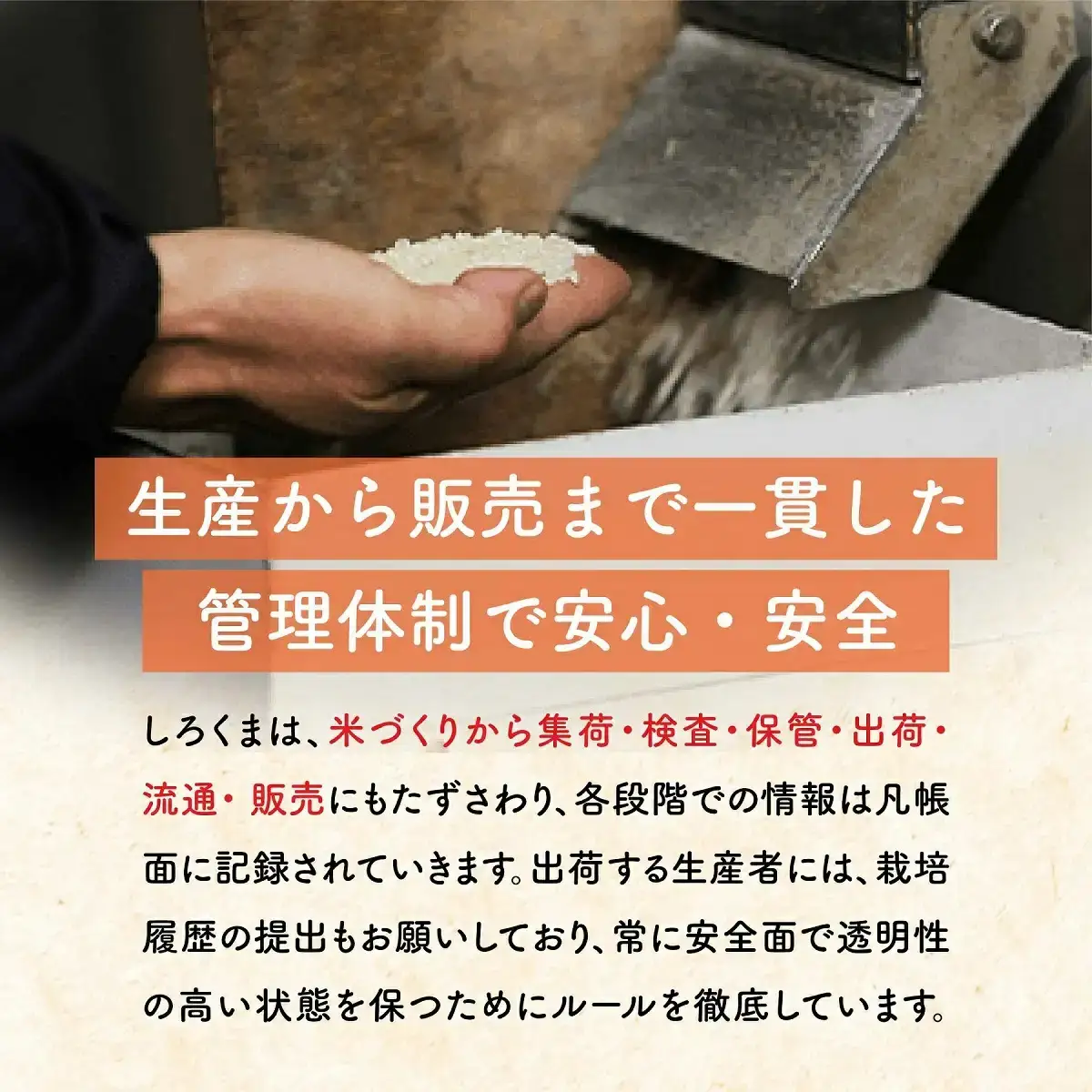 コシヒカリ 5kg 精米 令和7年 新潟県三条市産  コシヒカリ 白熊