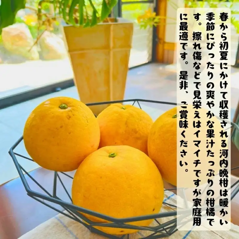 【和製グレープフルーツ】有田育ちの河内晩柑(ご家庭用)　約3kg+200g(補償分)【2027年4月上旬～5月下旬頃に順次発送予定】【ard028C】