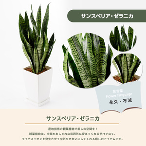 【観葉植物】サンスベリア・ゼラニカ 50cm～70cm Green Base IB003-011 観葉植物 ※北海道・沖縄・離島配送不可