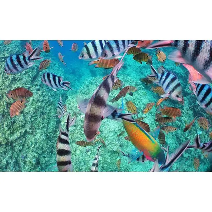 ニモとお魚たちに会いに行こう！熱帯魚パラダイスボート体験ダイビング1名様