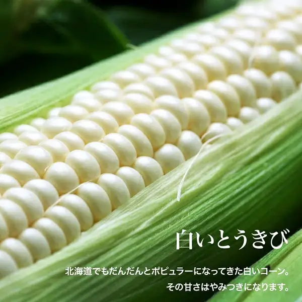 【令和9年産 先行予約】 とうもろこし （白・黄）各6本 セット とうもろこし 美瑛選果