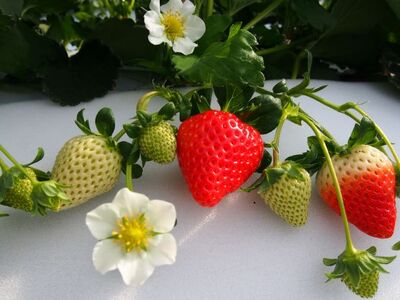 【数量限定】伊万里産急速冷凍いちご1.5kg　～鶴田農園～ 046-B384