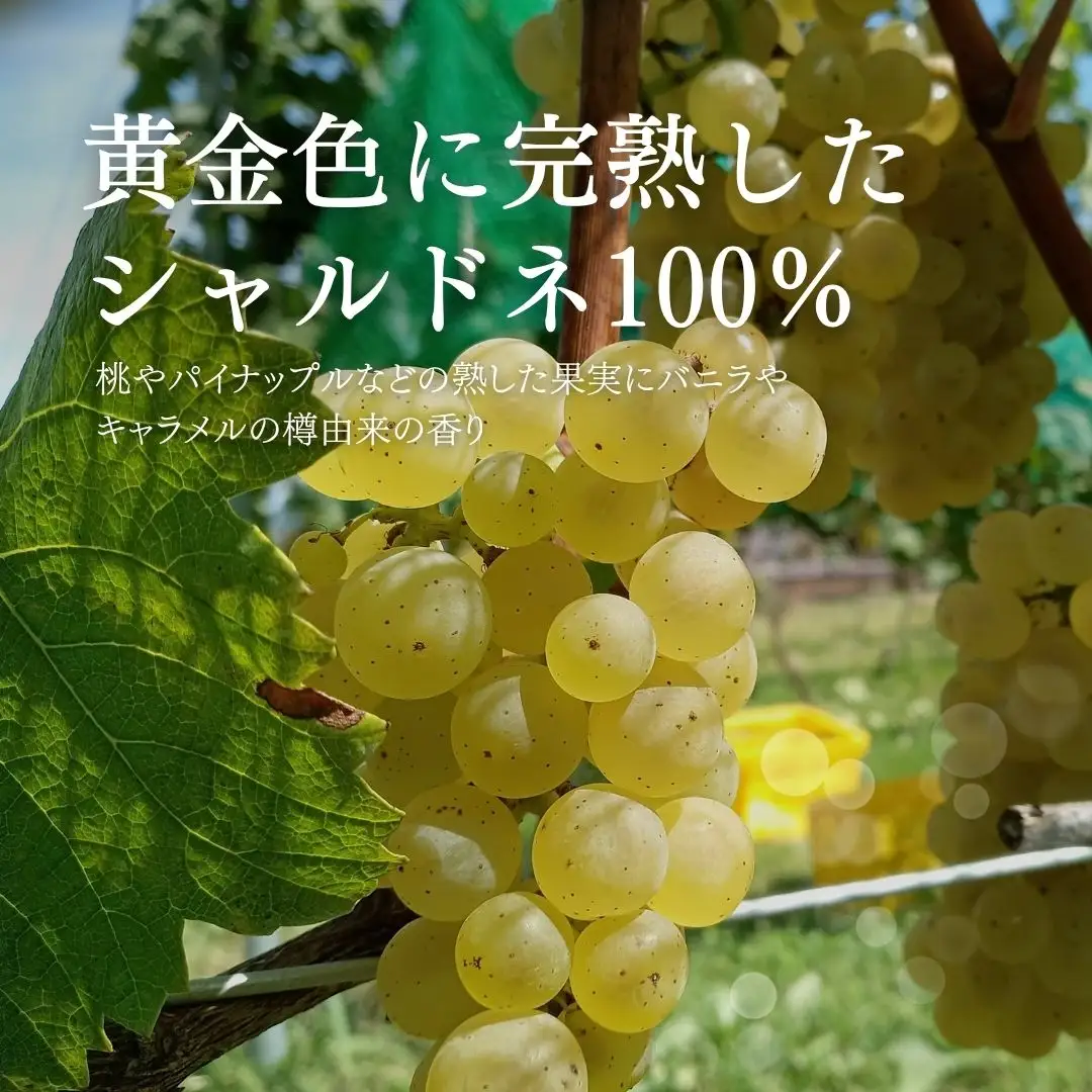 白ワイン [モンターニュ シャルドネ] 750ml×2本 |白ワイン