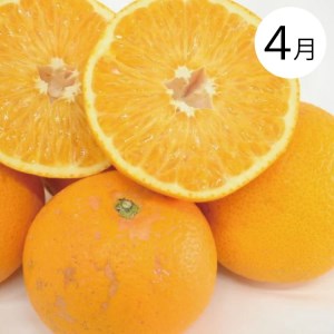 【４か月定期便】和歌山産そだちの野菜とフルーツ定期便♪（八朔・トマト・すいか・桃）【tkb135】