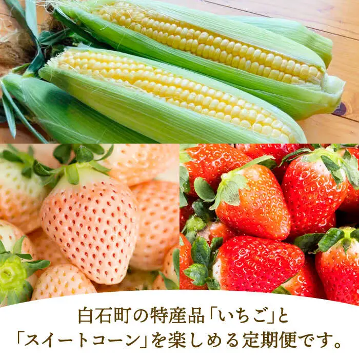 【先行予約】【3回定期便】いちごとスイートコーンの定期便 いちご とうもろこし [IZZ016]