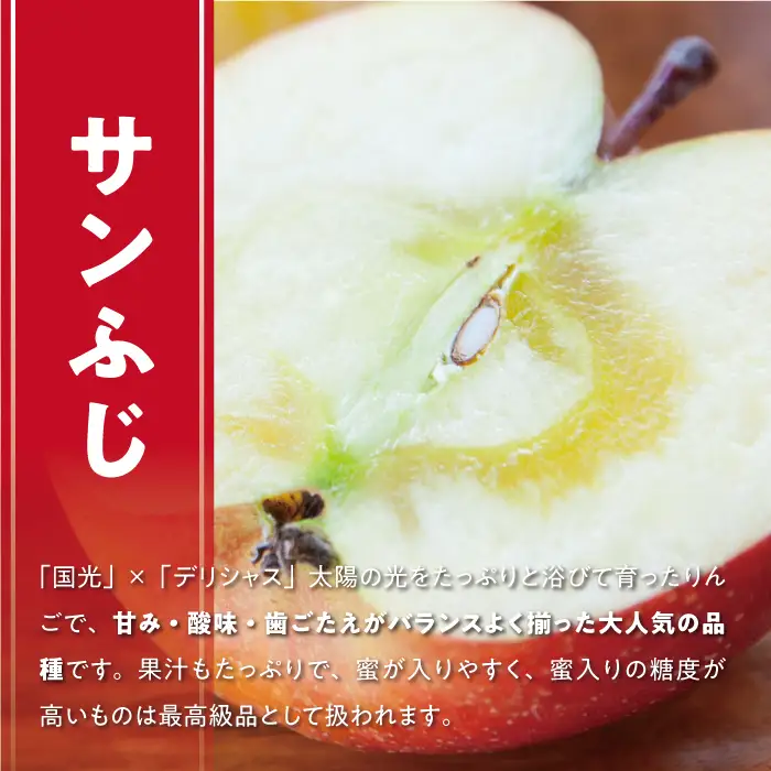 りんご サンふじ 秀 ～ 特秀 10kg 松澤農園 2026年11月下旬頃から2027年2月上旬頃まで順次発送予定 令和8年度収穫分 長野県 飯綱町 [1067]