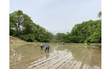 米 こしひかり 5kg ( 令和7年産 ) ファームトヤ 沖縄県への配送不可 2025年10月上旬頃から順次発送予定 コシヒカリ 白米 精米 お米 信州 17500円 予約 農家直送 長野県 飯綱町 [1137]