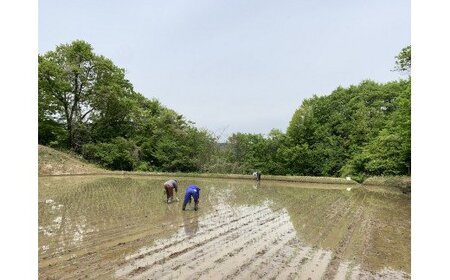 米 こしひかり 5kg × 6回 【 6か月 定期便 】( 令和7年産 ) ファームトヤ 沖縄県への配送不可 2025年10月上旬頃から順次発送予定 コシヒカリ 白米 精米 お米 信州 105000円 予約 農家直送 長野県 飯綱町 [1138]