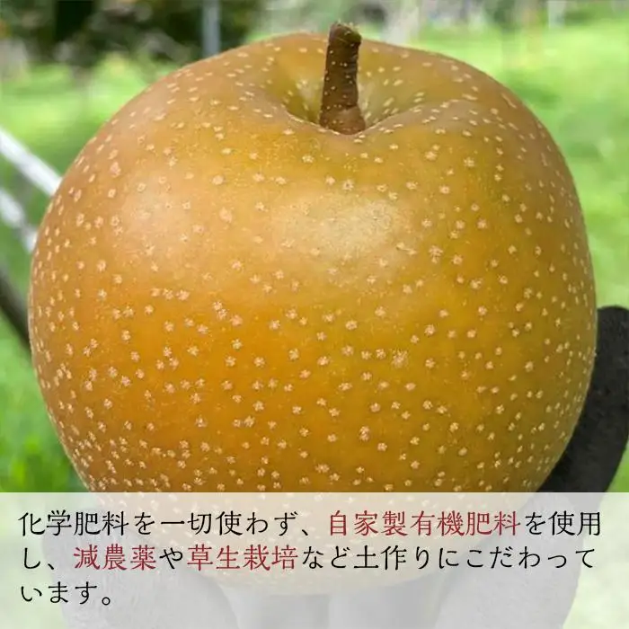 【2026年8月下旬以降より発送】旬の梨おまかせ約5kg・6-14玉（自家製有機肥料・減農薬・化学肥料無使用）