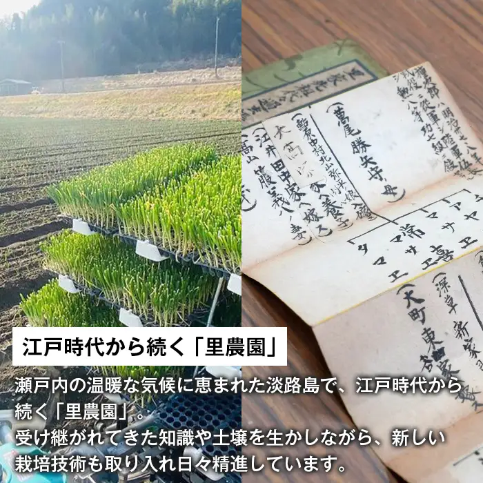 淡路島玉ねぎ(5キロ)　玉ねぎ 産地直送