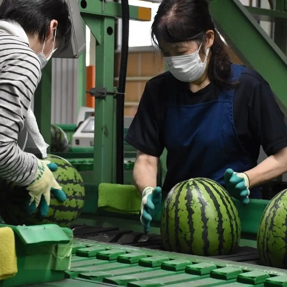 【2027年発送 先行予約】金沢すいか（大玉すいか）1玉 8kg以上 JA金沢市