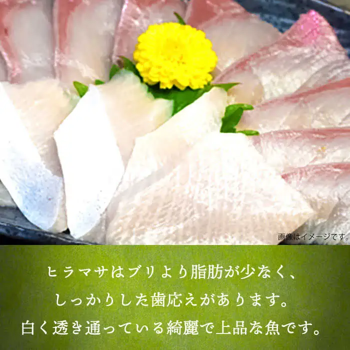 壱岐産 ヒラマサフィレ 約1から1.5kg（半身）[JDT008]