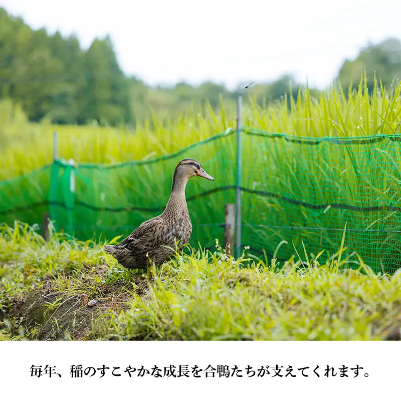《令和8年産》「農薬、化学肥料不使用」 合鴨米ひのひかり5kg [ワンストップオンライン] TF0423-P00029