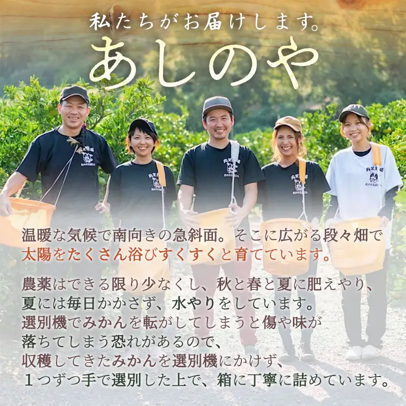 【2027年先行予約】和歌山県産 有田の はるみ 約4kg (サイズ混合)_ZE6380n