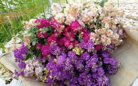 【北海道・沖縄県・離島配送不可】高森高校生徒考案 阿蘇・高森からお届け 新鮮な花束【4回定期便】