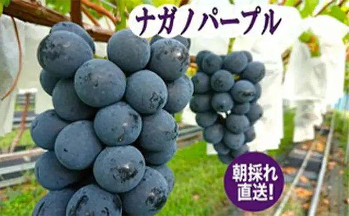 【2026年先行予約】ナガノパープル2房 約1kg まつもとぶどう園 | ナガノパープル