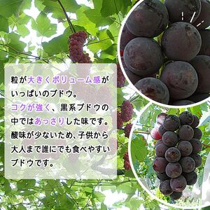 予約受付＜旬のブドウ 西予市産 藤稔 約2kg＞ 果物 フルーツ ぶどう 葡萄 ふじみのり あっさり 黒系 食べやすい おいしい 大粒 期間限定 季節限定 食べて応援 特産品 愛媛県 西予市【冷蔵】『2026年8月中旬から8月末迄に順次出荷予定』URK0007