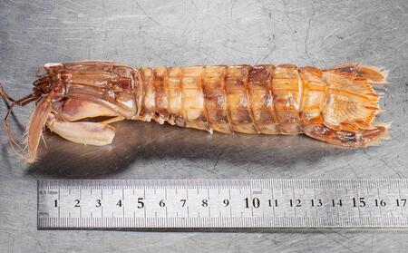 小樽産 漁師直送 浜茹で シャコ(冷凍) オス・メス 各25匹 【2026年12月下旬発送予定】