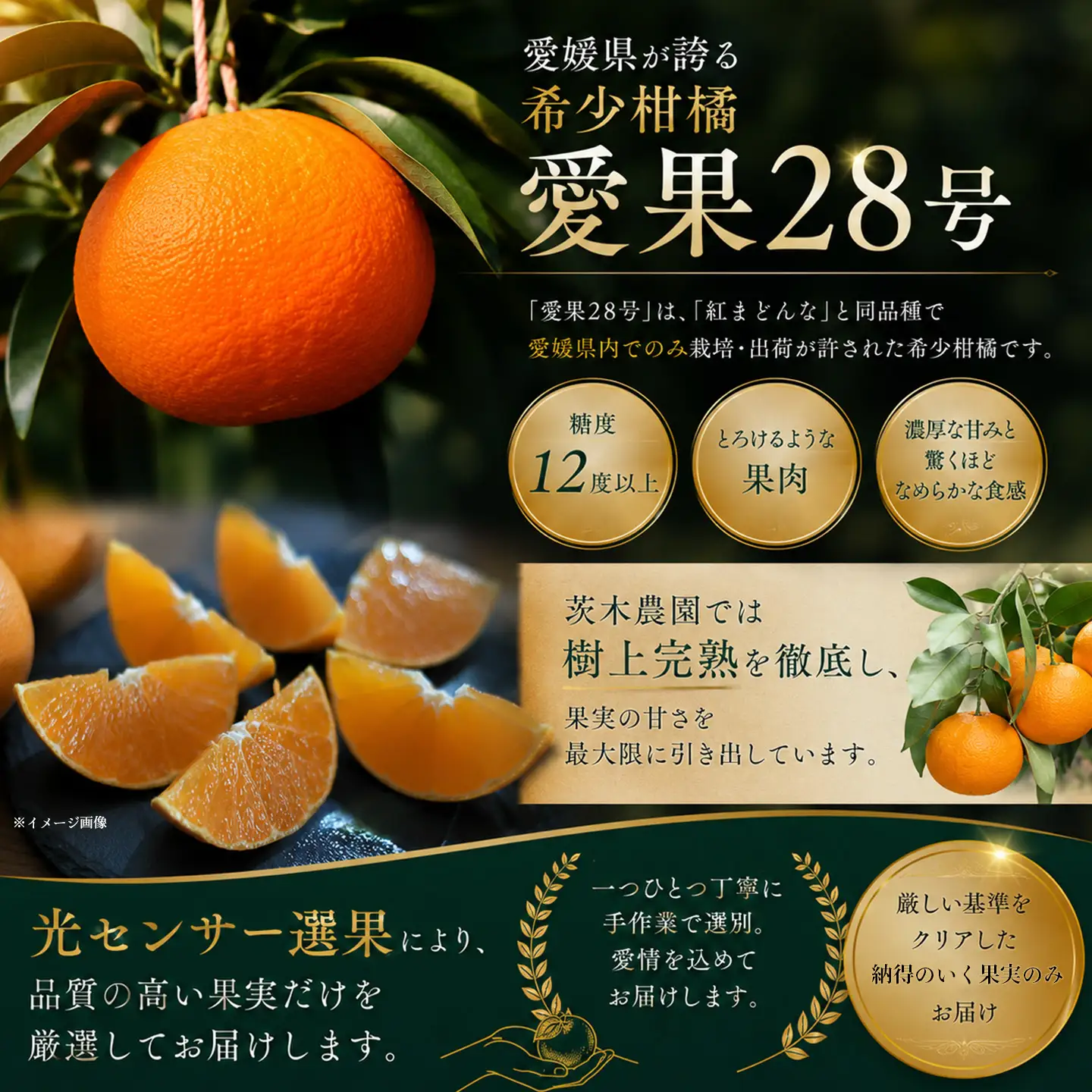 【紅まどんなと同品種】茨木農園の愛果28号_小箱（5～6個）｜まどんな