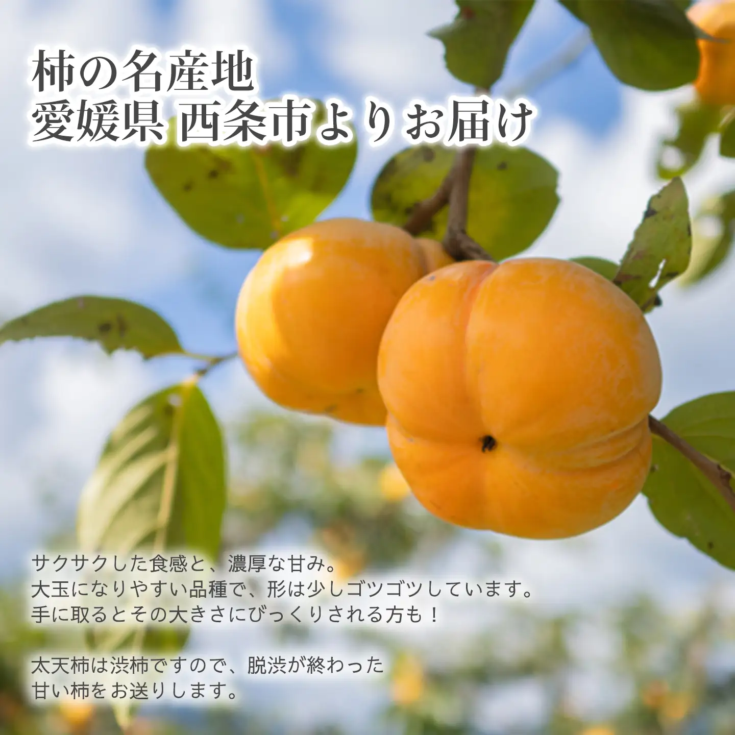 【11月発送】太天柿（秀品）約３kg｜大玉柿