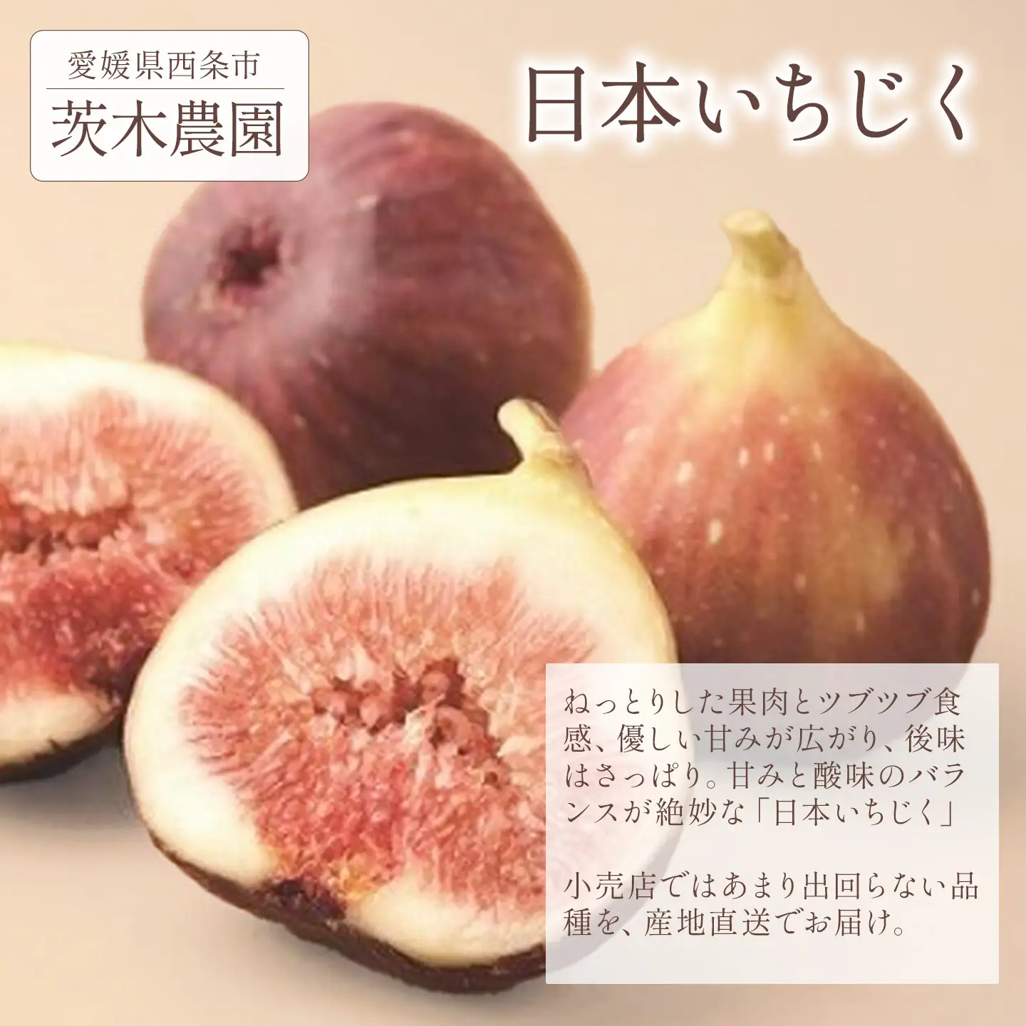 日本いちじく 4パック (7月下旬～10月発送) いちじく 茨木農園