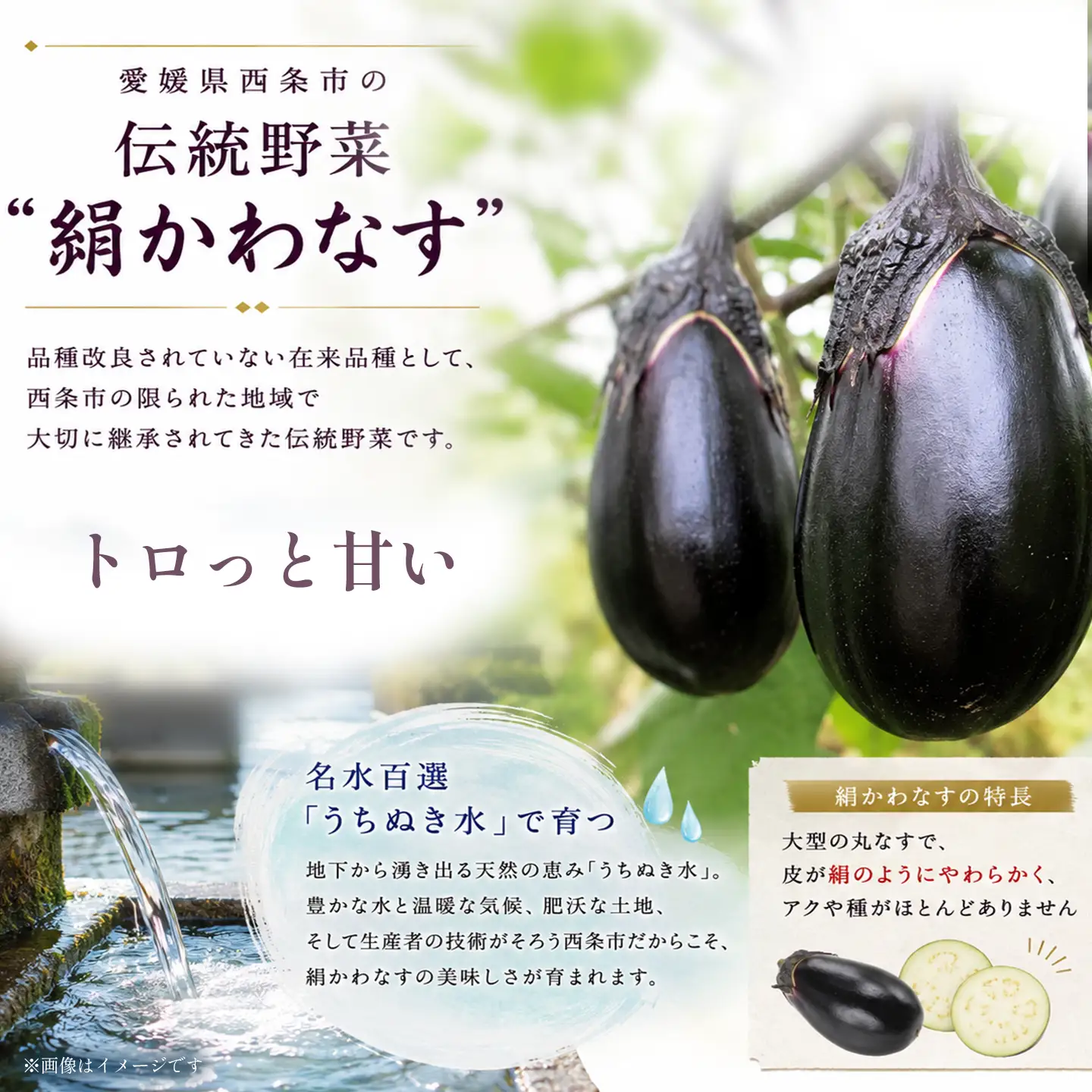 絹かわなす（極） 約350g×3個｜ 丸なす ナス 茄子 野菜 伝統野菜 