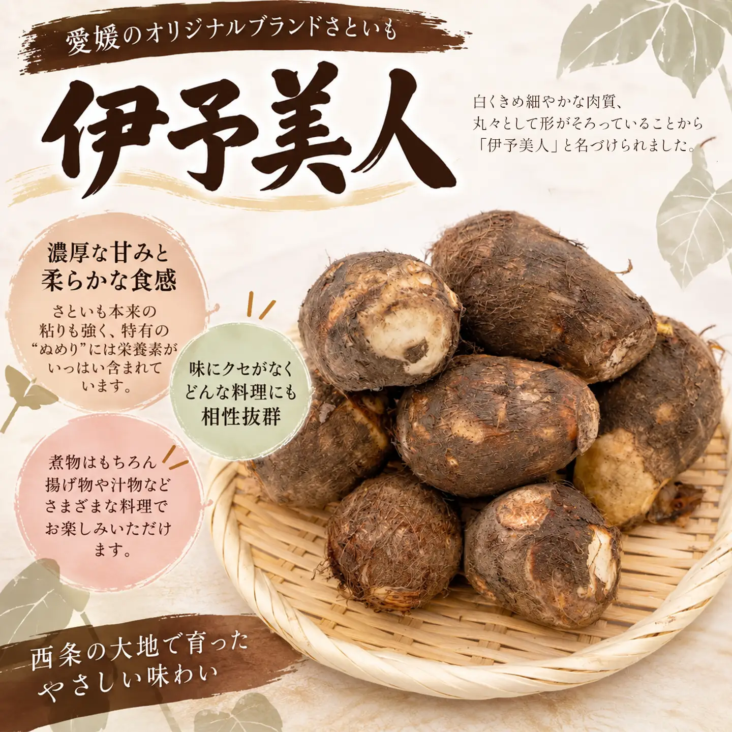 里芋 伊予美人 秀品約4㎏（L~2Lサイズ）【先行予約】西条市産さといも 