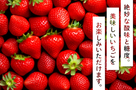 A-536 美都いちご（350g×2パック）