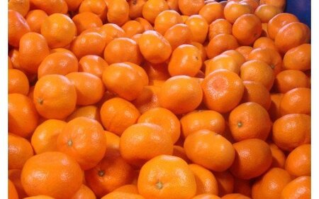 【農家直送】有田みかん 約10kg  大玉3L以上 有機質肥料100% ※2026年11月～12月に順次発送予定(お届け日指定不可)【nuk139F】