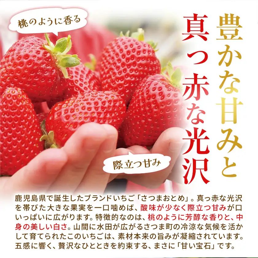 苺 いちご さつまおとめ 700g 北さつま農協《1月上旬-2月末頃出荷》
