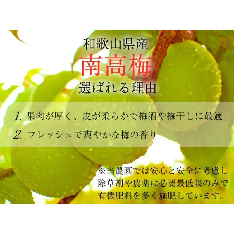 【梅干・梅酒用】（2LまたはL－10Kg）熟南高梅＜2027年6月上旬～7月7日発送予定＞【ART03】 /  梅 梅干し ウメ 青梅 生梅 梅シロップ フルーツ 果物 くだもの 食品 人気 おすすめ 送料無料【art011C】