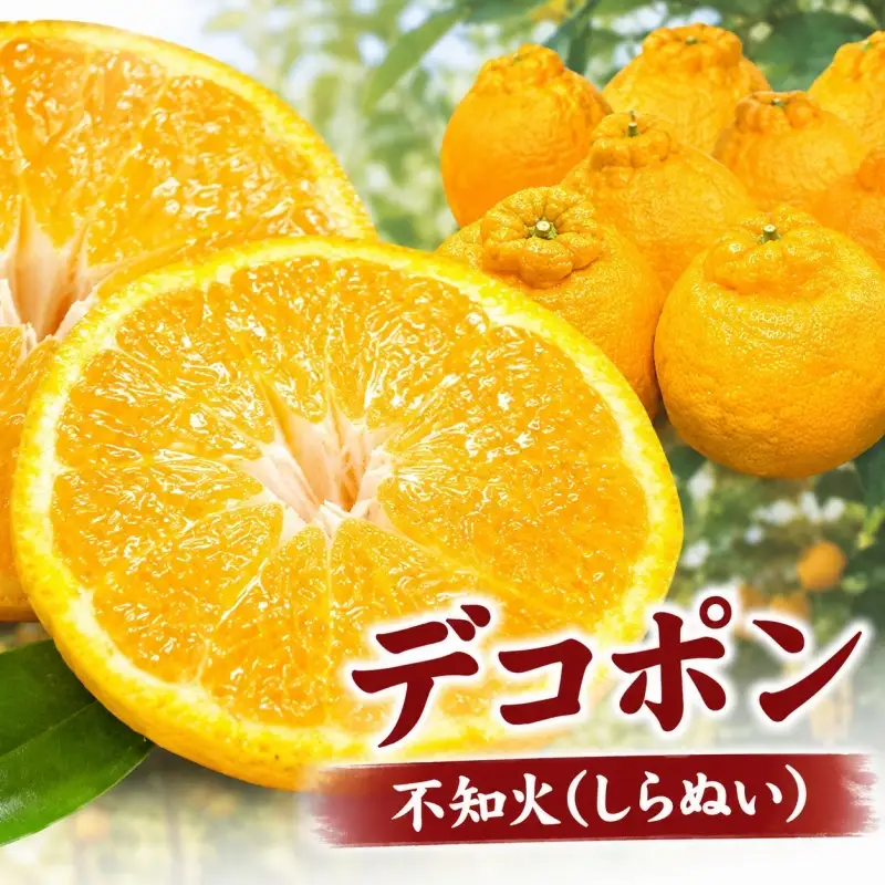 デコ不知火（デコポン） 約2.8kg/サイズおまかせ　※2027年2月上旬～4月上旬頃に順次発送予定(お届け日指定不可)　紀伊国屋文左衛門本舗　【sutb421C】