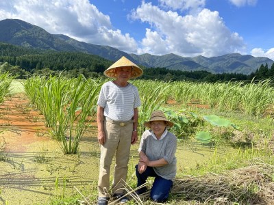 【令和8年産】特別栽培米 蛍たる米コシヒカリ 15㎏