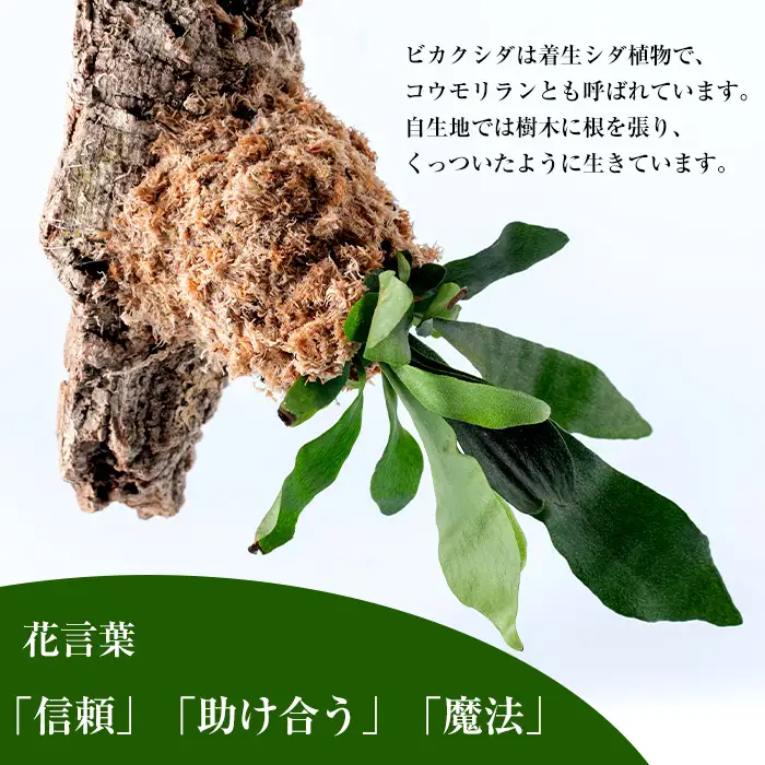 観葉植物 ビカクシダ 板付け (コルク) コウモリラン 観葉植物 シダ植物 【kurk PLANT LEATHER】 i620