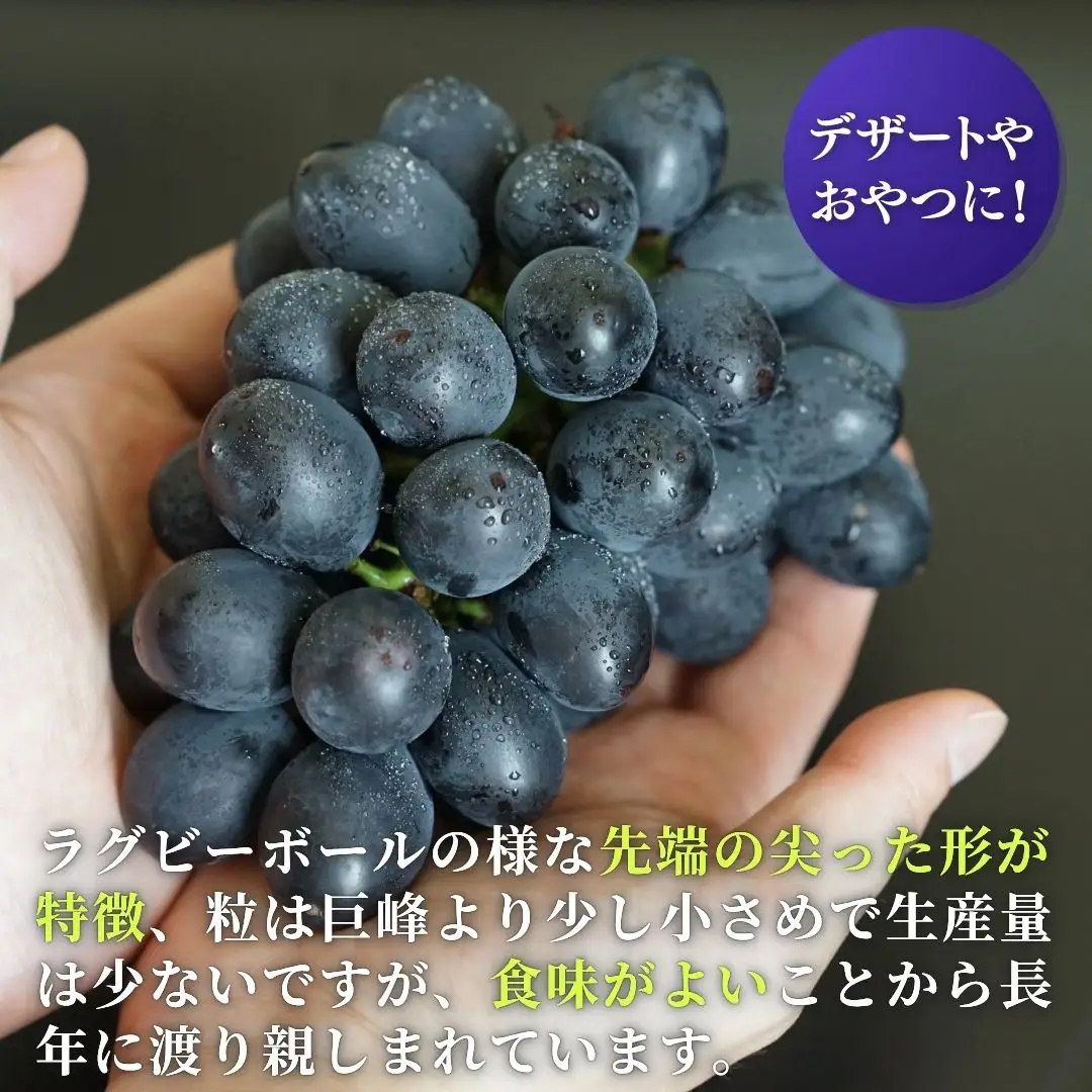 【令和8年産 先行予約】 高尾 ぶどう 黒系ぶどう 約2kg 種が無い 新潟県 弥彦村