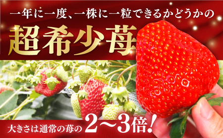 【先行予約】 煌稀の果実  特大 苺 約600g (9または12粒)  高知市春野町産 〈2027年1月中旬～2027年3月中旬頃発送〉 /  いちご イチゴ 果物 フルーツ 【森強のいちご農園】 [ATAS002]