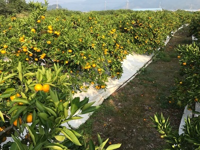 極早生・有田みかん 約5kg『特秀』(LまたはMサイズ)_ZF6012n